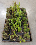 3" Euphorbia Assortment